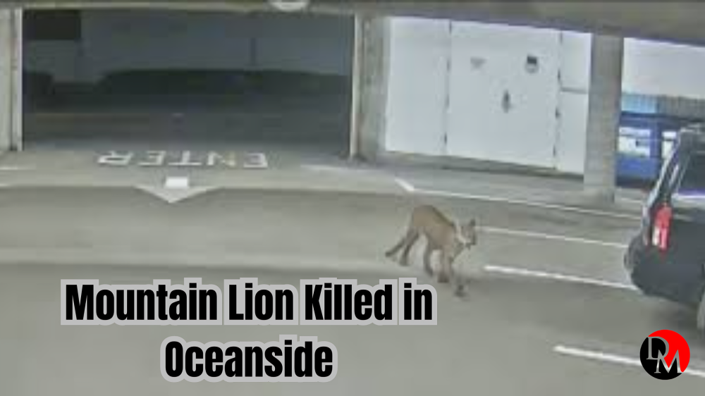 Mountain Lion Killed in Oceanside